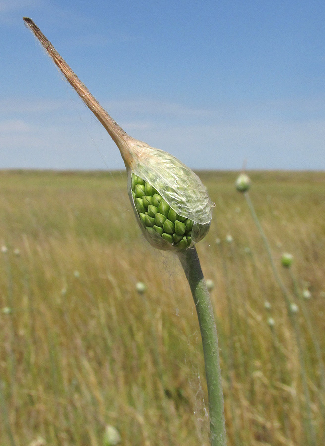 Image of Allium regelianum specimen.