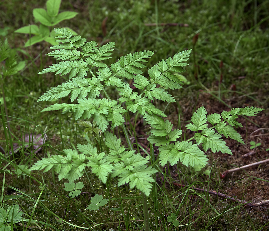 Image of Anthriscus sylvestris specimen.