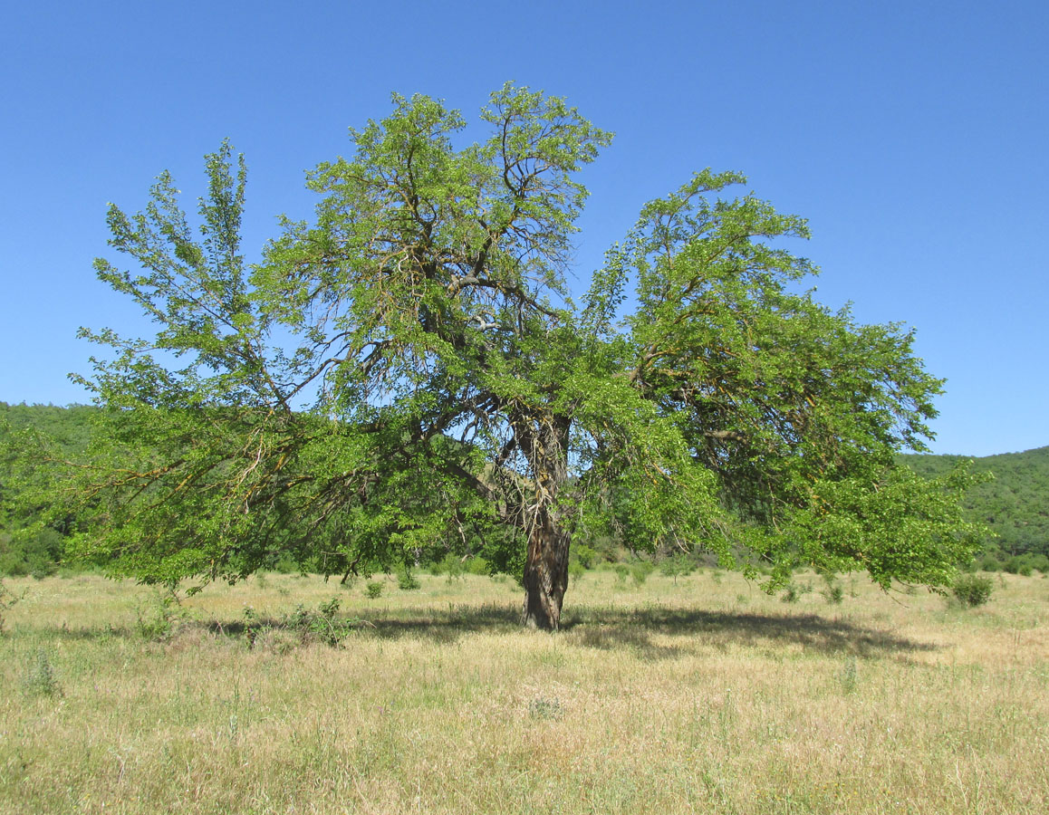 Image of Morus alba specimen.