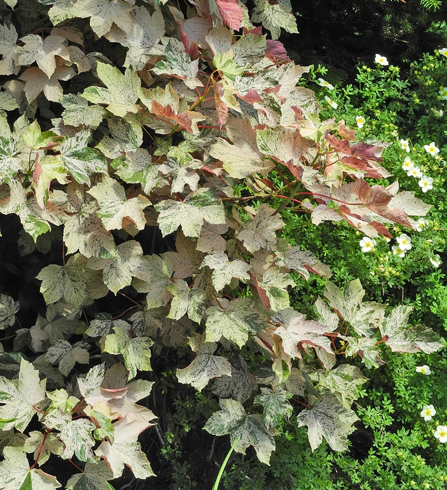 Image of Acer pseudoplatanus specimen.