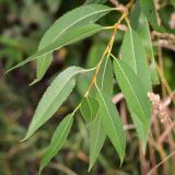 Salix triandra