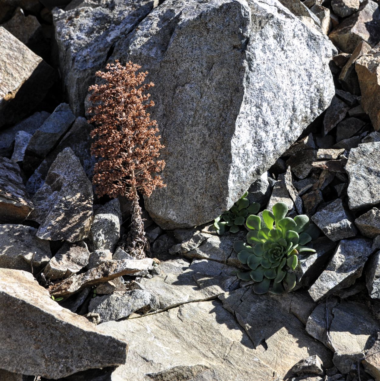 Изображение особи Sedum cyprium.