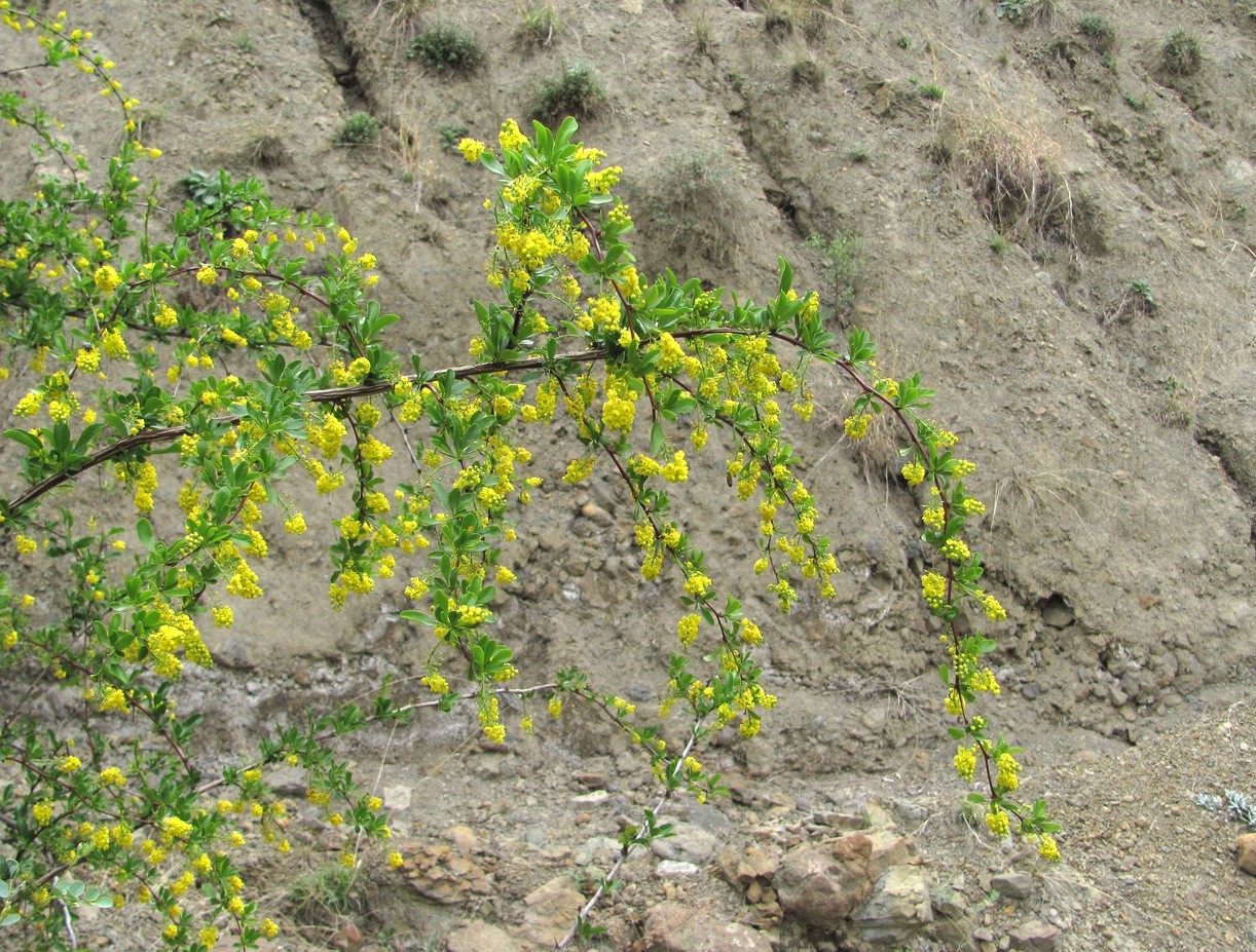 Image of Berberis iberica specimen.