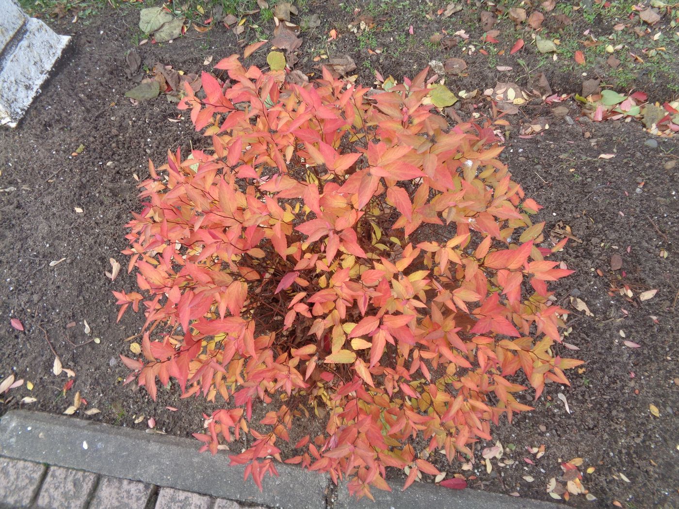 Image of Spiraea japonica specimen.