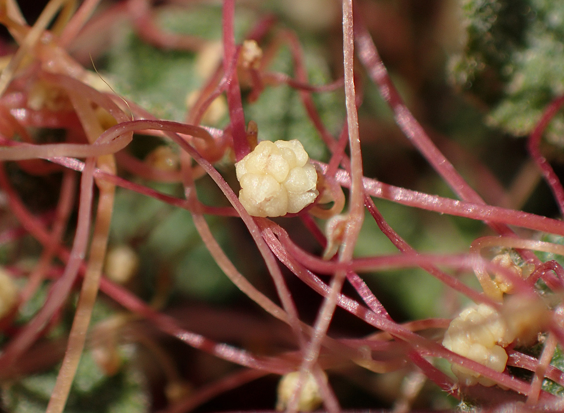 Image of Cuscuta palaestina specimen.