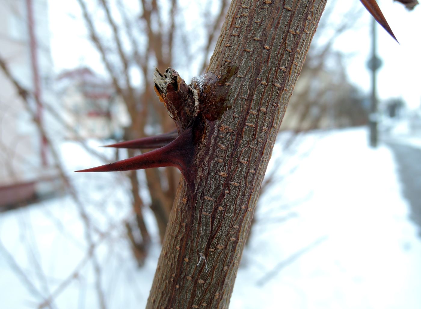 Image of Robinia pseudoacacia specimen.