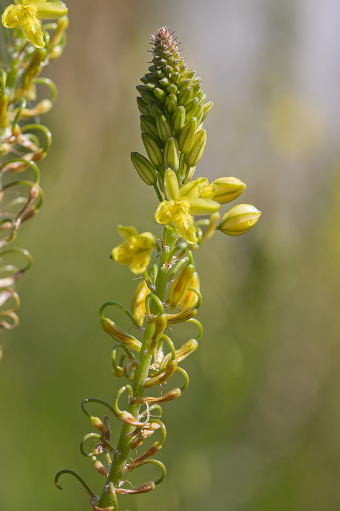 Image of genus Bulbine specimen.