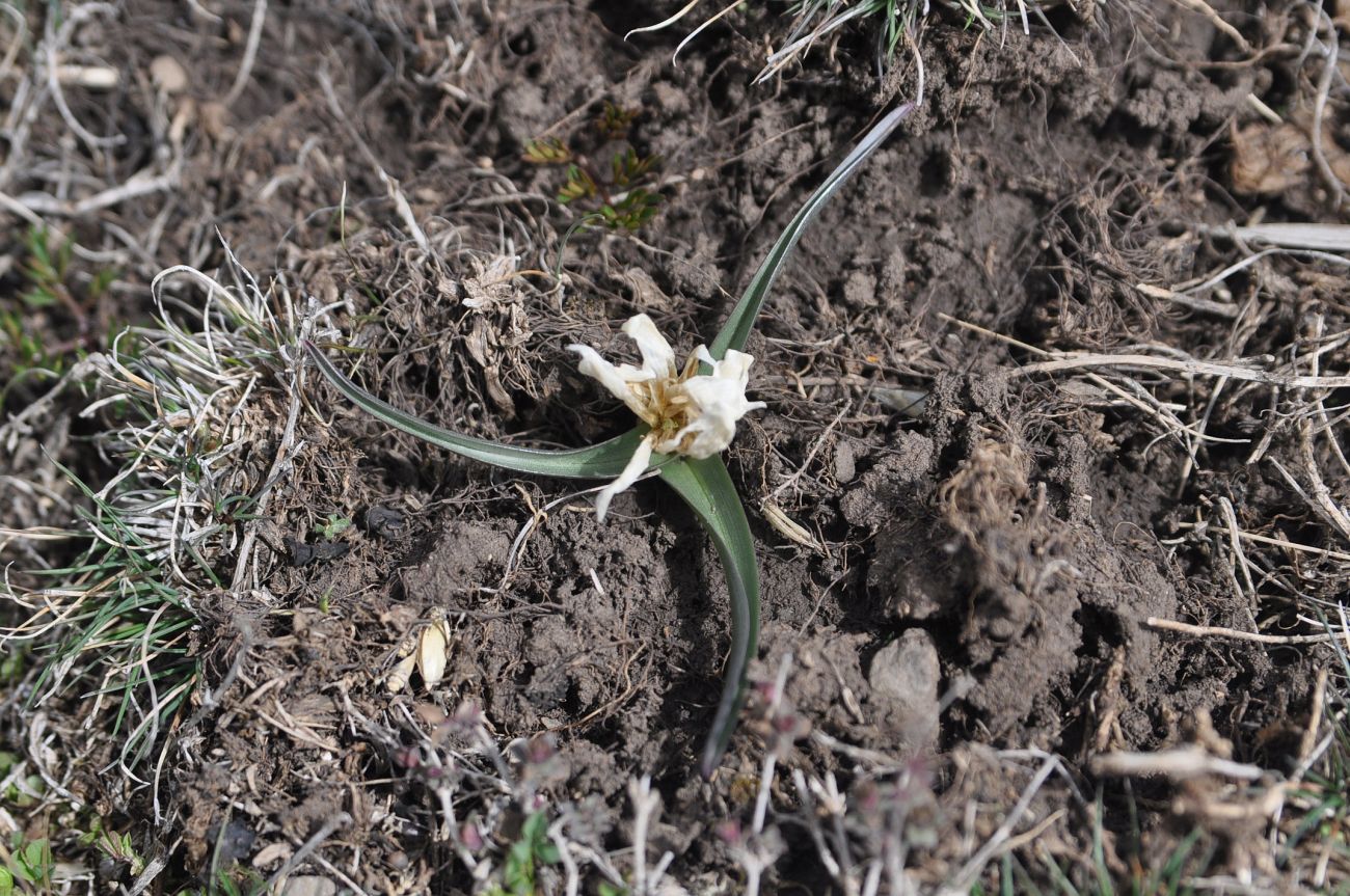 Image of familia Melanthiaceae specimen.