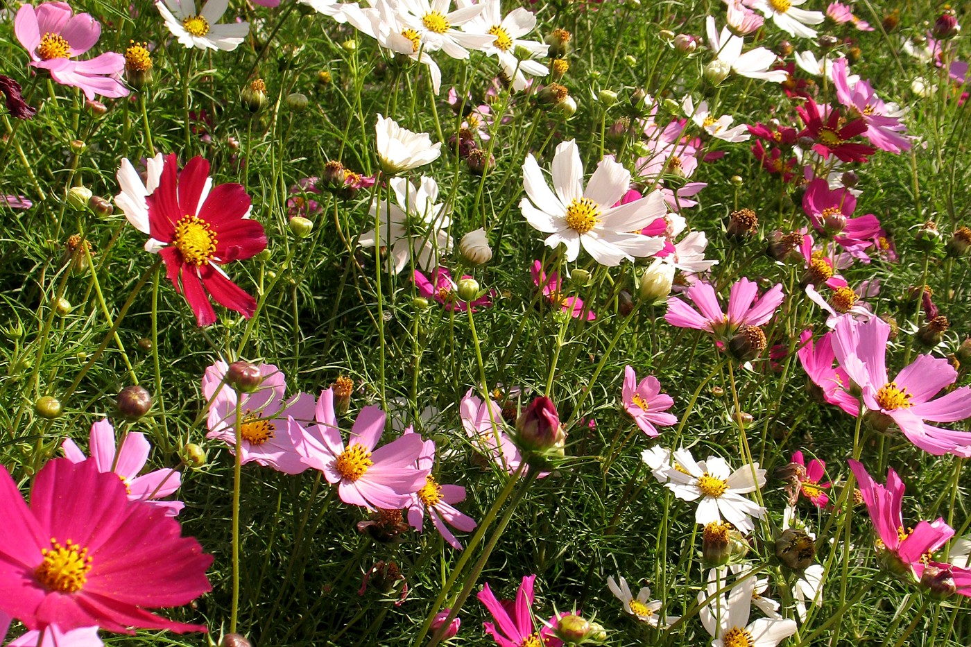 Image of Cosmos bipinnatus specimen.