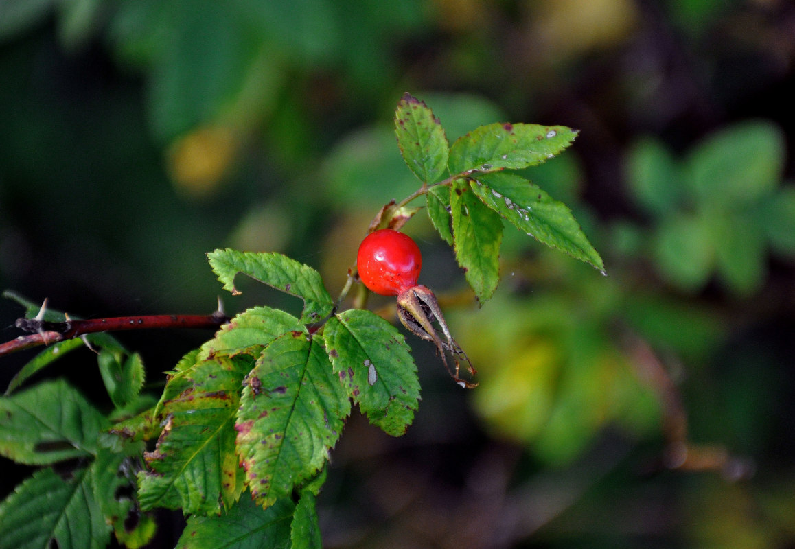 Image of genus Rosa specimen.