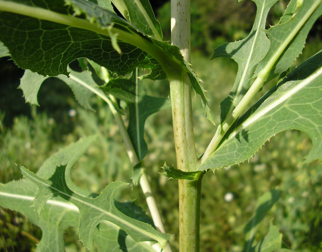 Изображение особи Lactuca serriola.