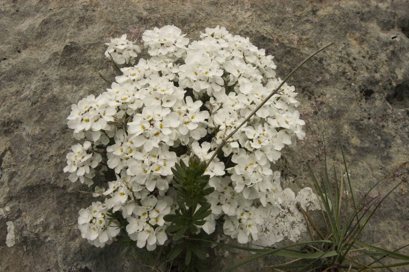 Image of Iberis saxatilis specimen.