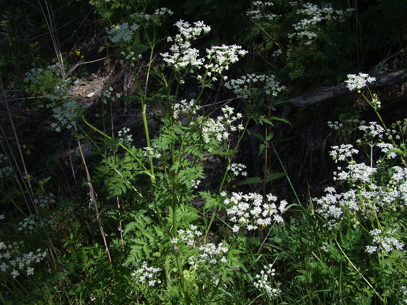 Изображение особи Anthriscus sylvestris.