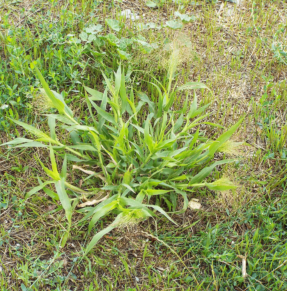 Изображение особи Panicum capillare.