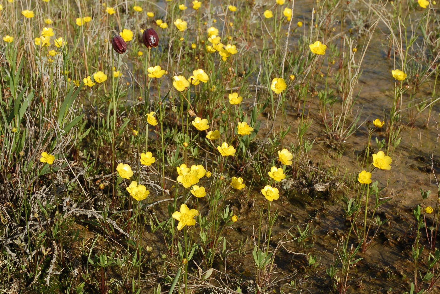 Image of genus Ranunculus specimen.