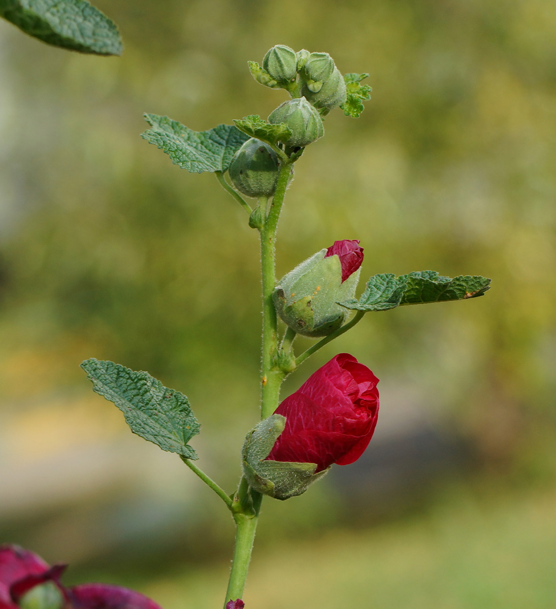 Изображение особи Alcea rosea.