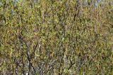 Betula turkestanica. Часть кроны цветущего дерева. Казахстан, Туркестанская обл., пойма р. Жабаглы, ≈ 1300 м н.у.м., приречные тугайные заросли. 22 апреля 2020 г.