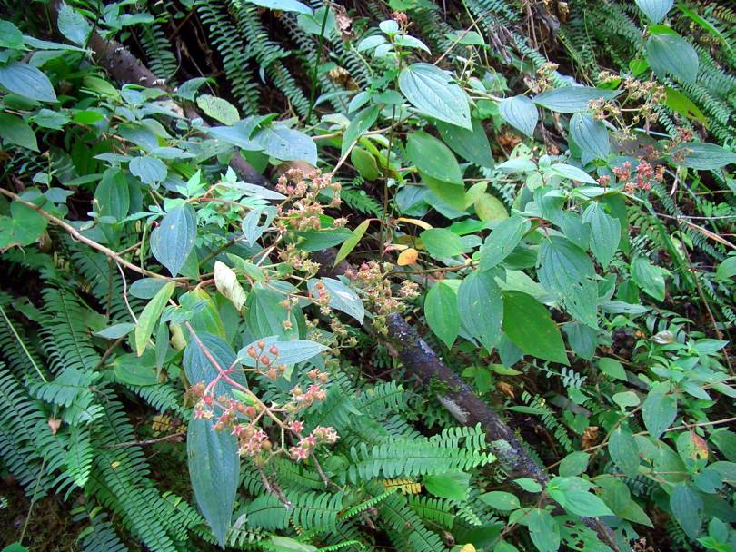 Image of Tibouchina incarum specimen.