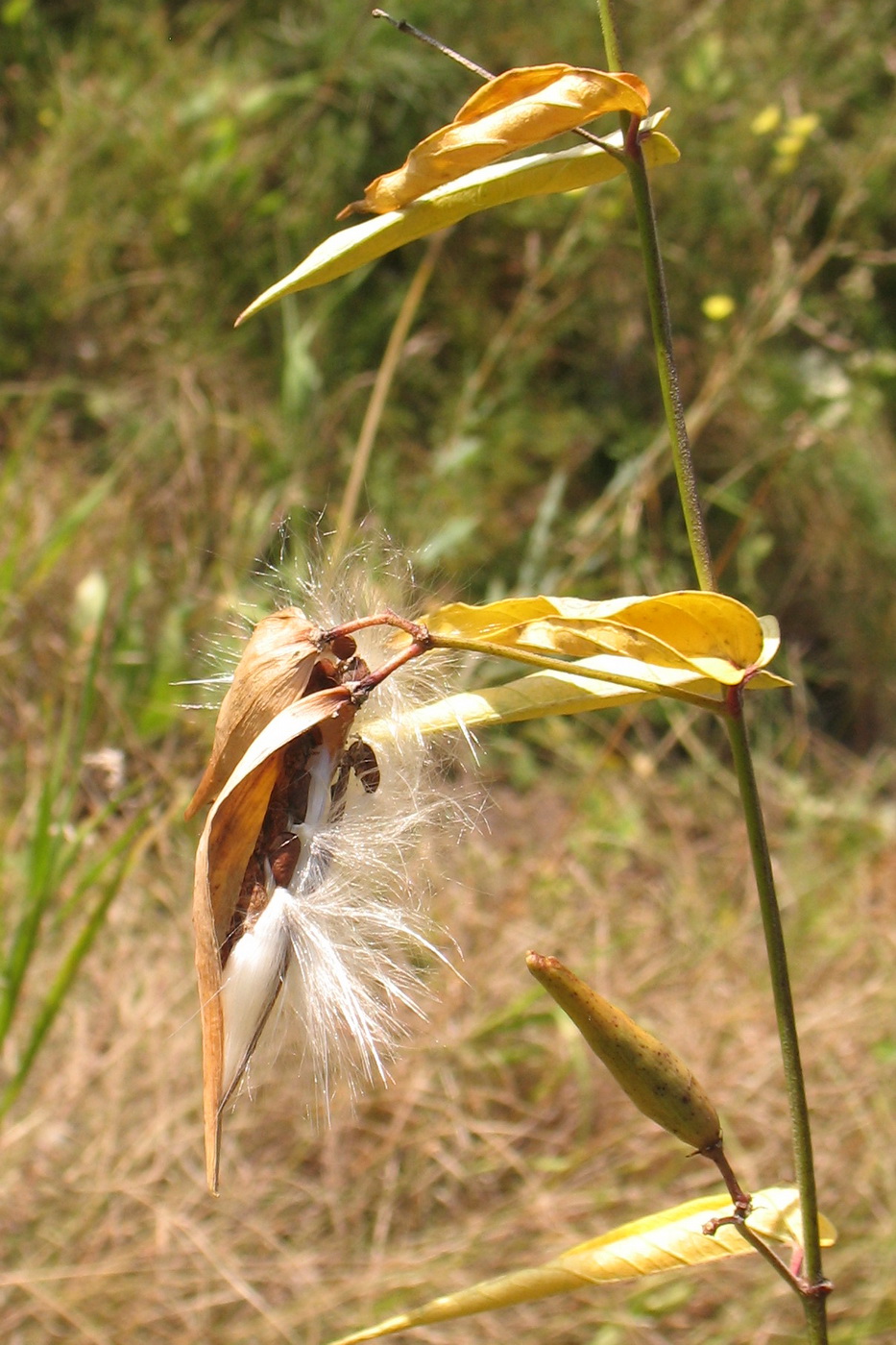 Image of Vincetoxicum hirundinaria specimen.