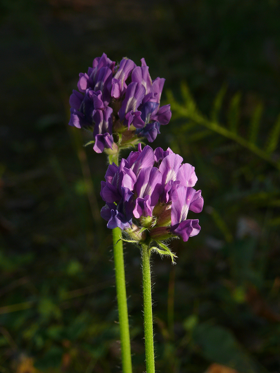 Изображение особи Oxytropis strobilacea.