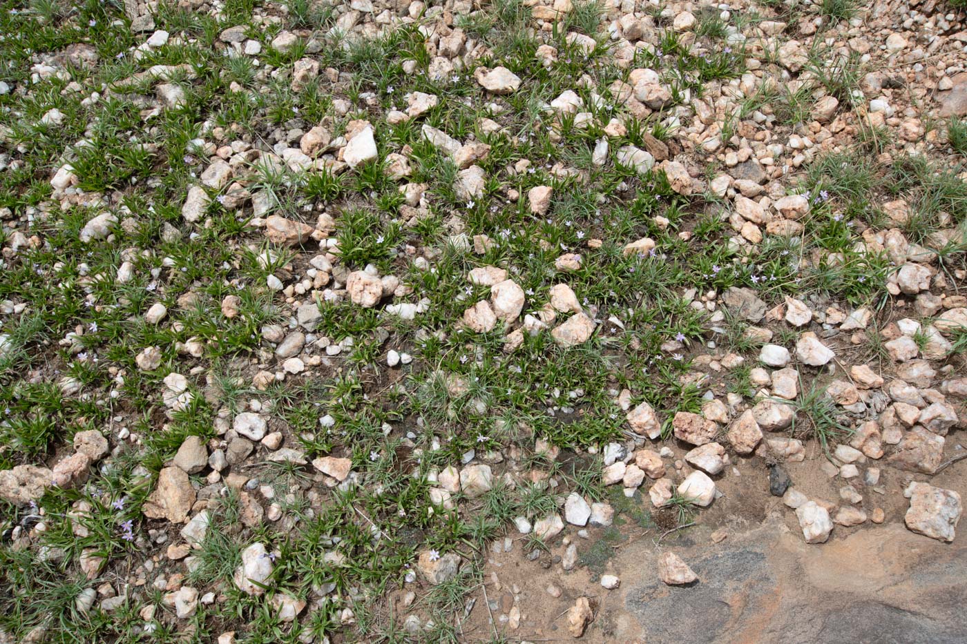 Image of Xerophyta humilis specimen.