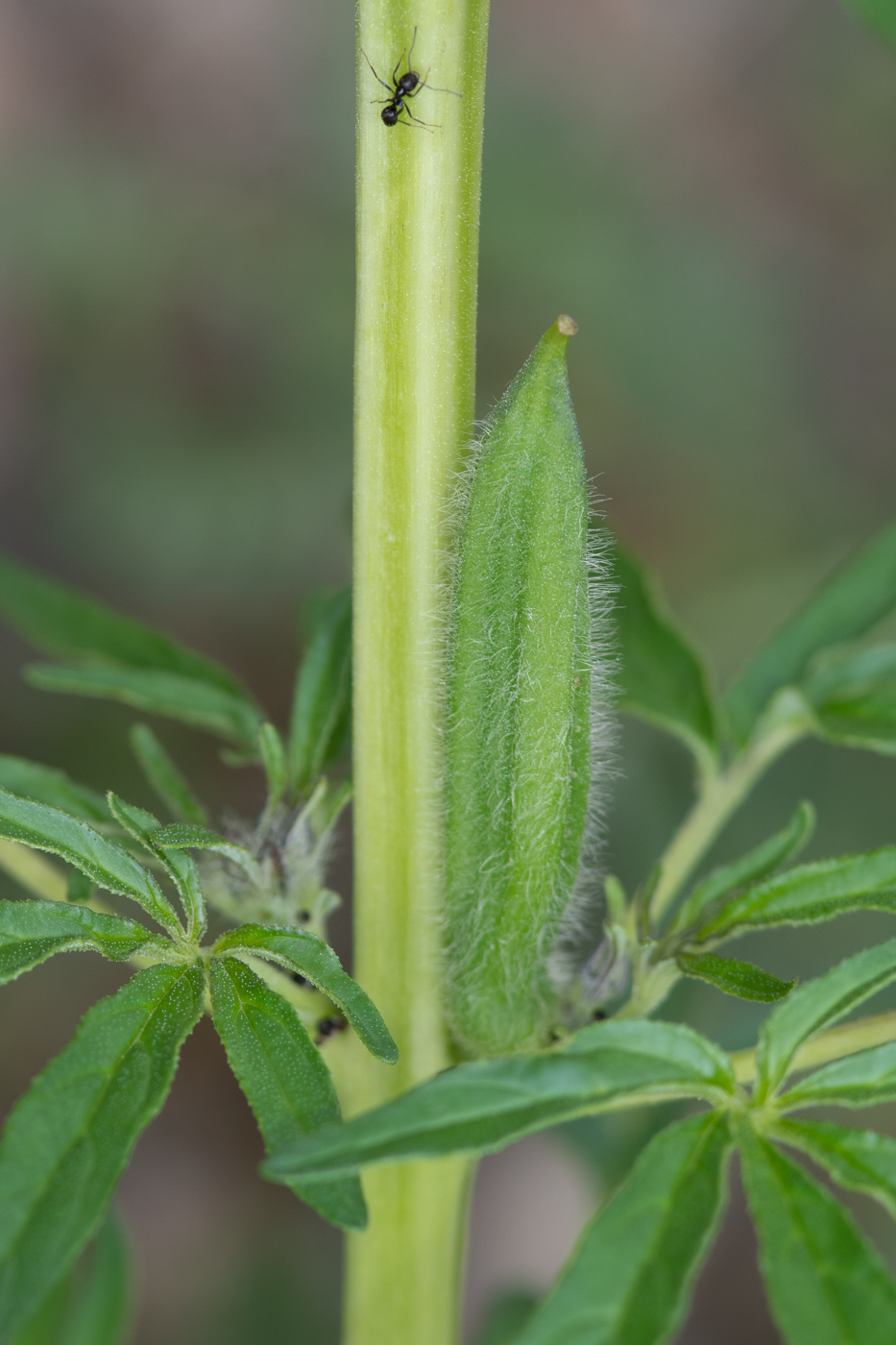 Image of Sesamum triphyllum specimen.