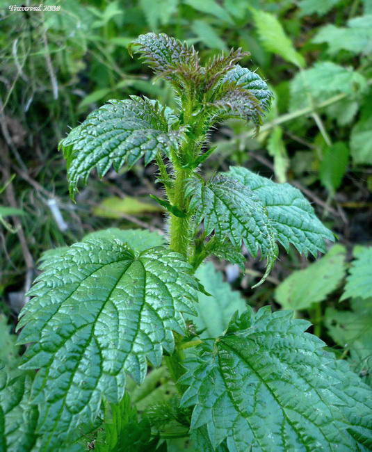 Image of Urtica kioviensis specimen.