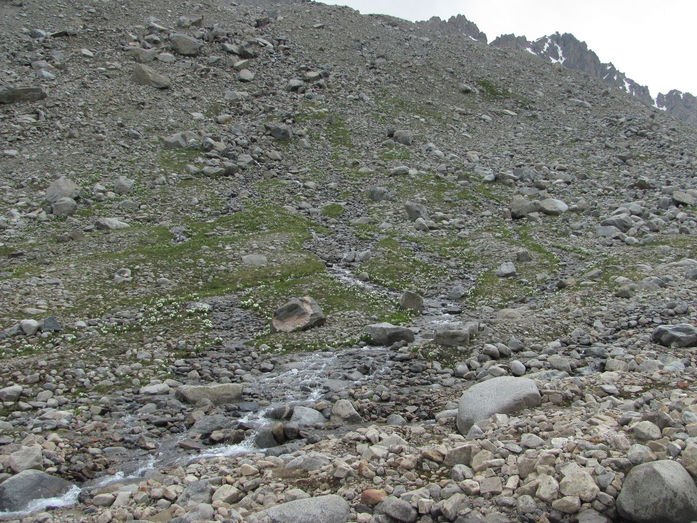 Image of Primula bayernii specimen.