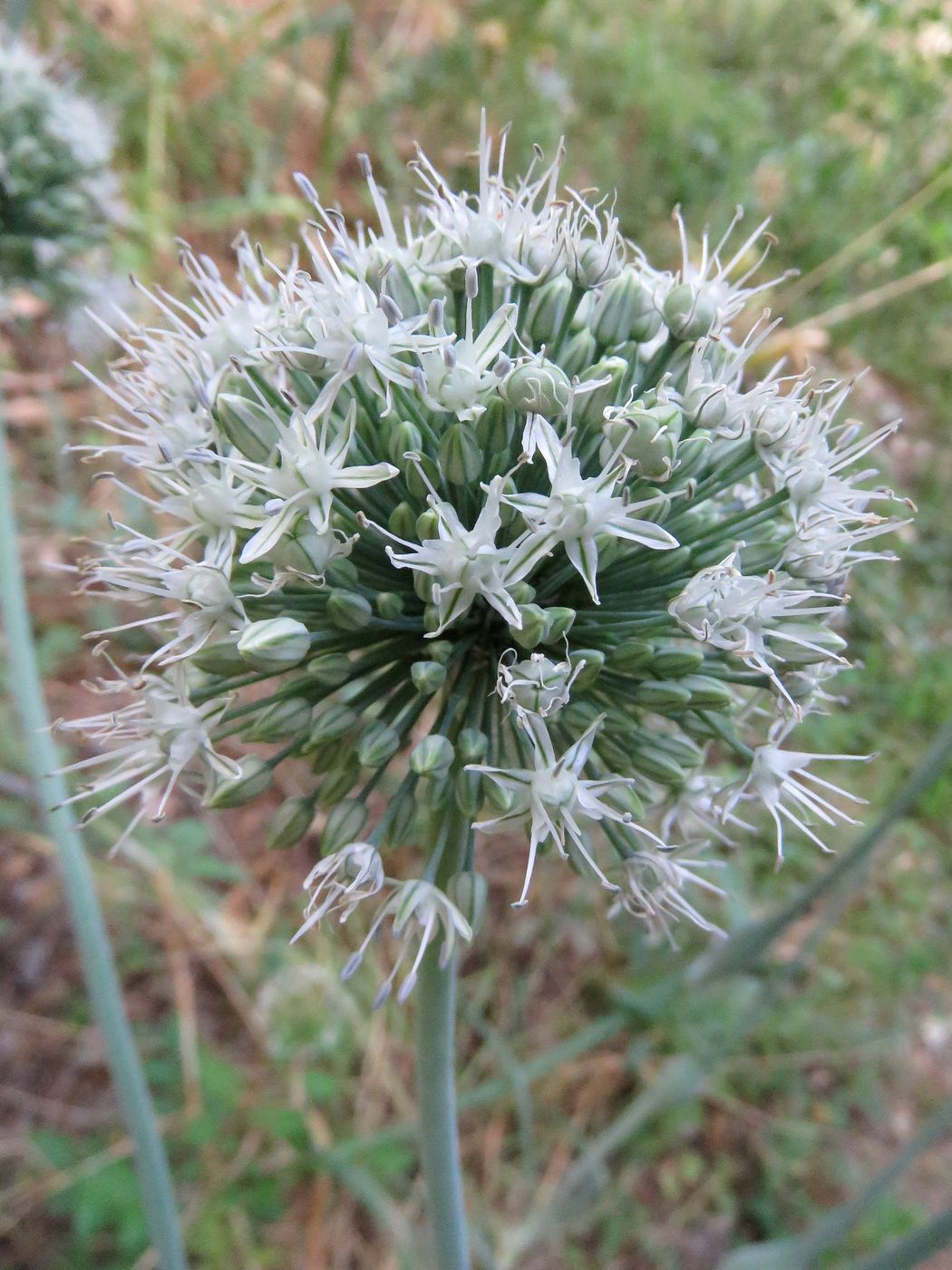 Image of Allium oschaninii specimen.