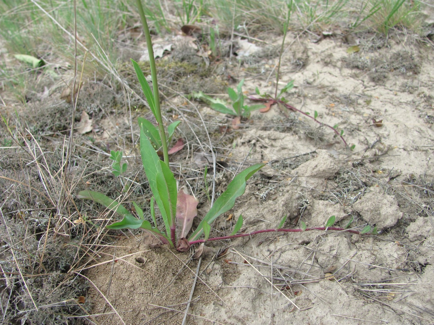 Image of Pilosella bauhini specimen.