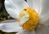 Pulsatilla vernalis. Аномальный цветок (часть тычинок преобразована в лепестки) с кормящейся мухой. Карелия, Лахденпохский р-н, окр. пос. Ихала, хвойный лес на каменистом склоне. 09.05.2021.