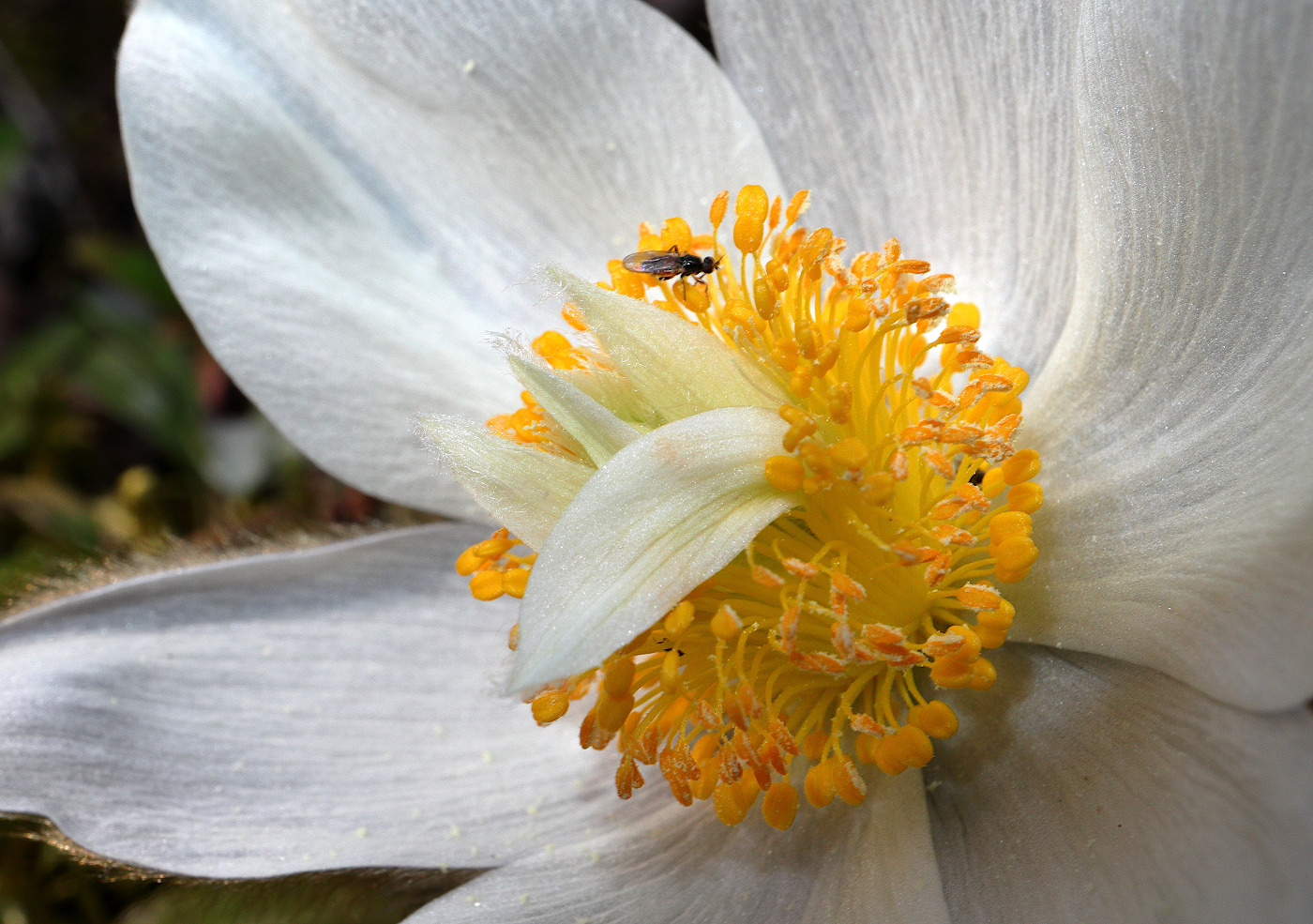 Изображение особи Pulsatilla vernalis.