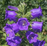 Campanula medium. Верхушка соцветия с цветками с увеличенным числом долей венчика. Пермский край, Кунгурский р-н, окр. с. Филипповка, окр. горы Ледяная, клумба у входа в музей карста и спелеологии. 20.06.2021.