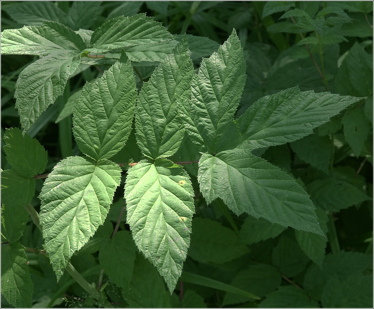 Изображение особи Filipendula ulmaria.