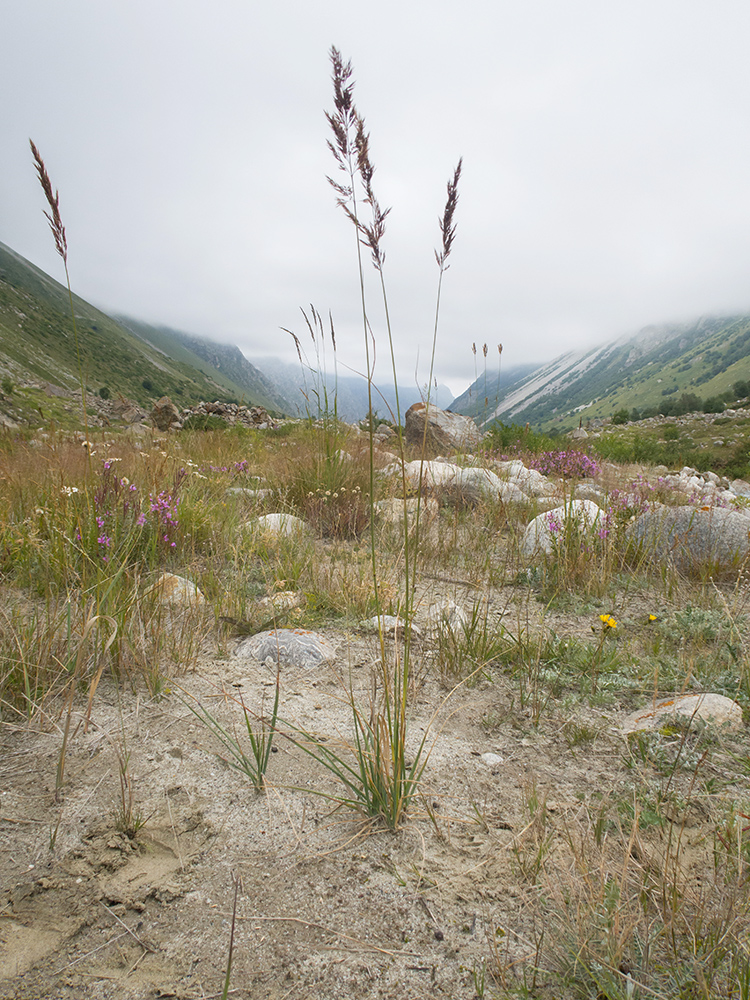 Image of Calamagrostis balkharica specimen.