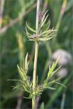 Valeriana salina