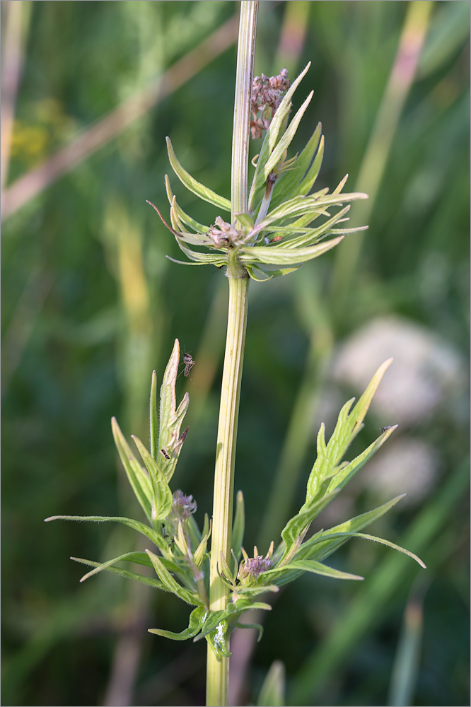 Image of Valeriana salina specimen.