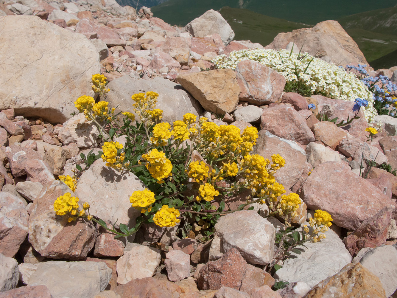 Image of Alyssum oschtenicum specimen.