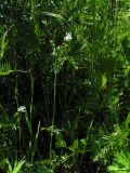 Thalictrum petaloideum. Цветущее растение с завязавшимися плодами на лугу. Республика Алтай, Шебалинский р-н, р. Сарлык, около 1000 м н.у.м. 05.07.2010.
