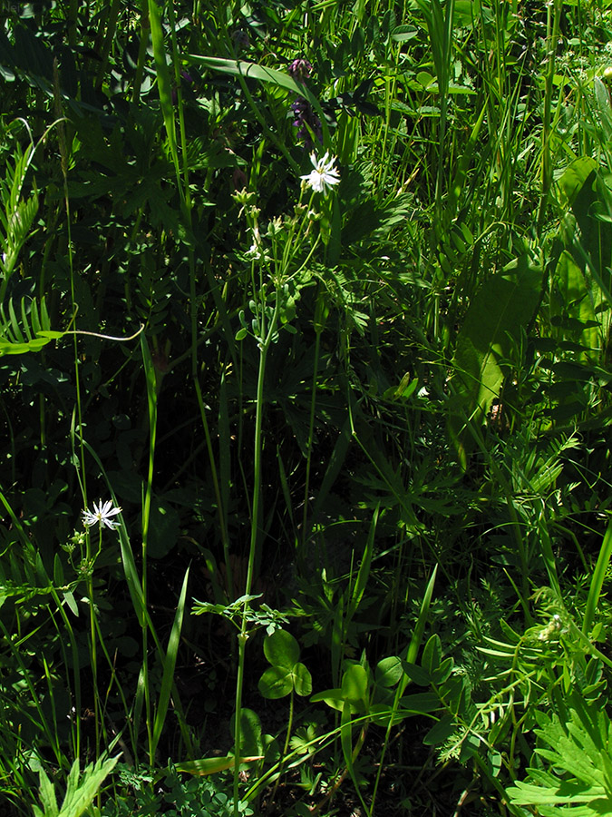 Image of Thalictrum petaloideum specimen.