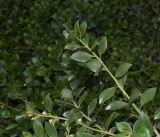 genus Myoporum