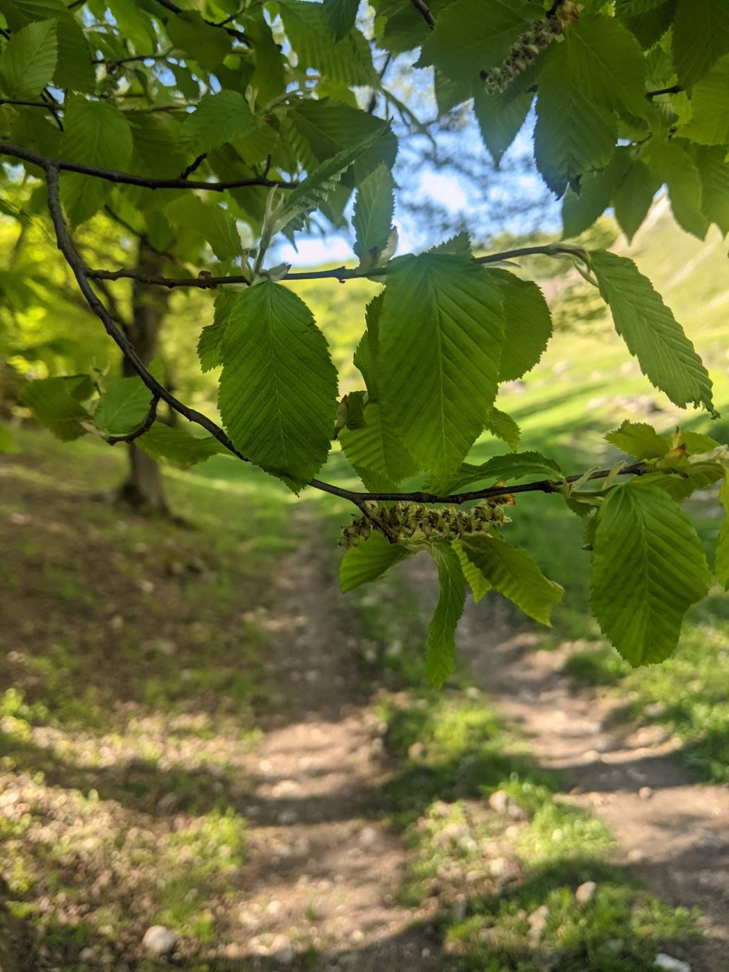 Изображение особи Carpinus betulus.