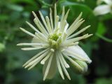 Clematis vitalba. Цветок. Нидерланды, провинция Гронинген, Харен. 7 октября 2007 г.