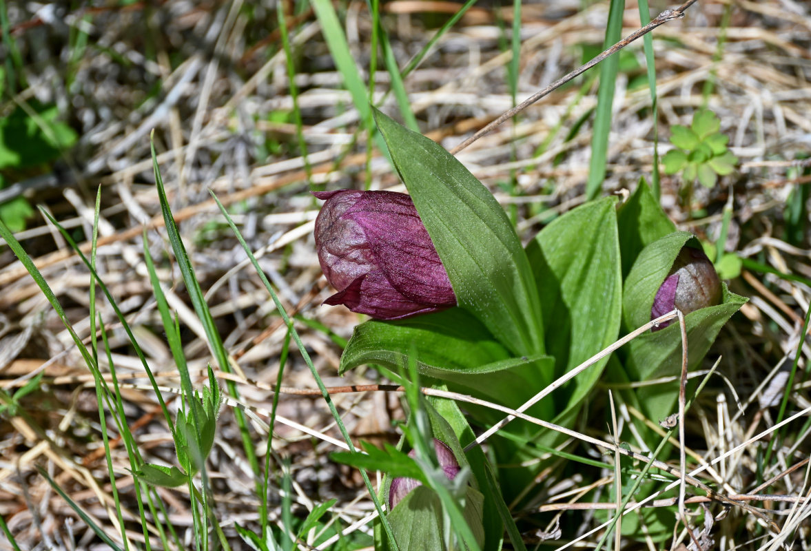 Изображение особи Cypripedium macranthos.