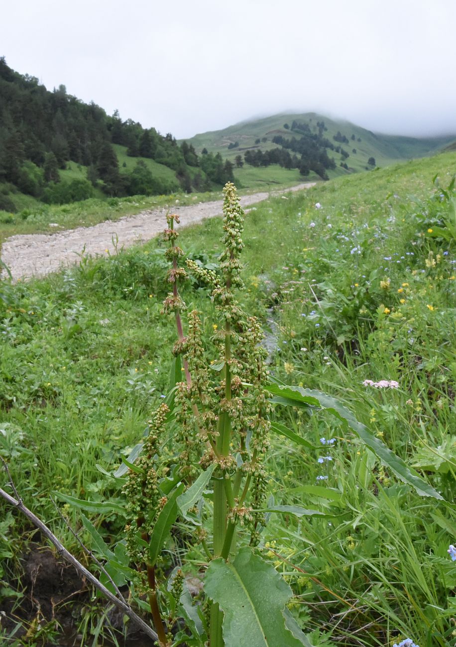 Изображение особи род Rumex.