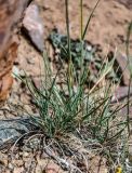 familia Poaceae. Основания побегов. Киргизия, Ошская обл., Памир, Заалайский хр., долина р. Ачик-Таш, ≈ 3600 м н.у.м., осыпающийся каменистый склон. 08.07.2022.