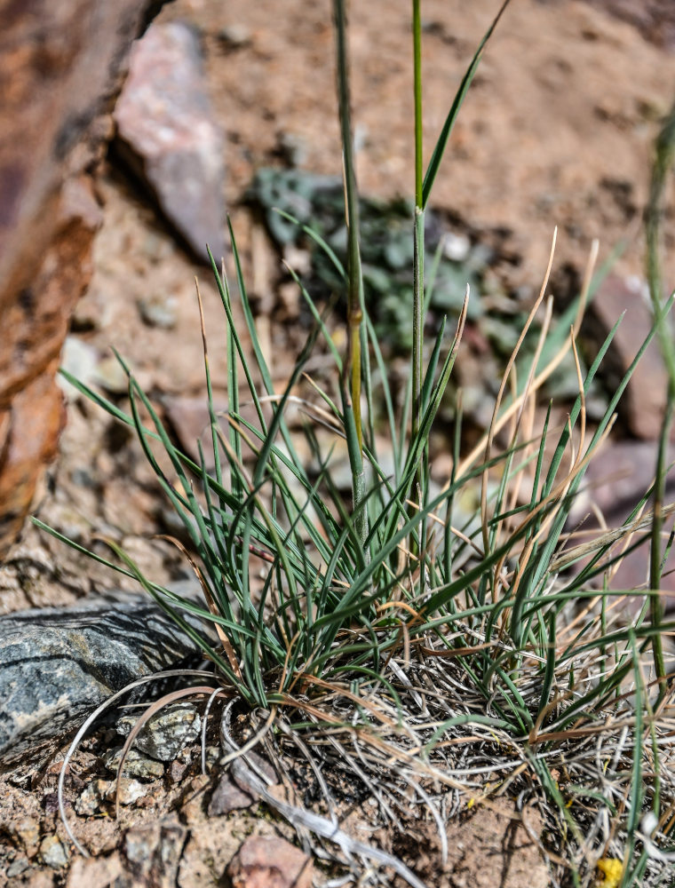 Изображение особи семейство Poaceae.