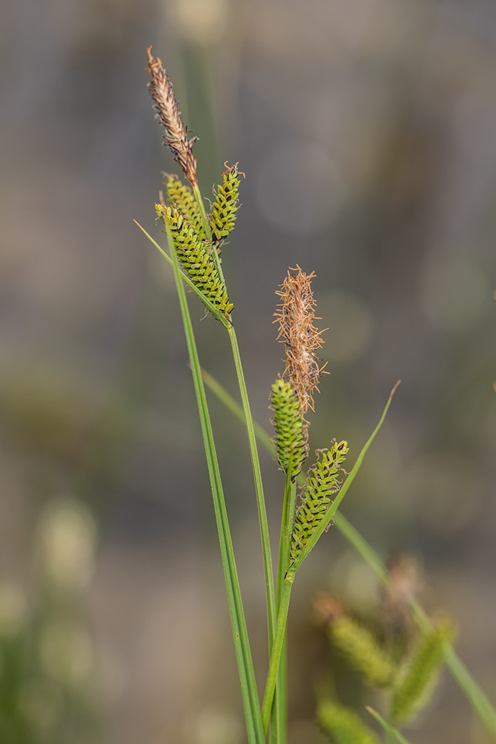 Изображение особи род Carex.