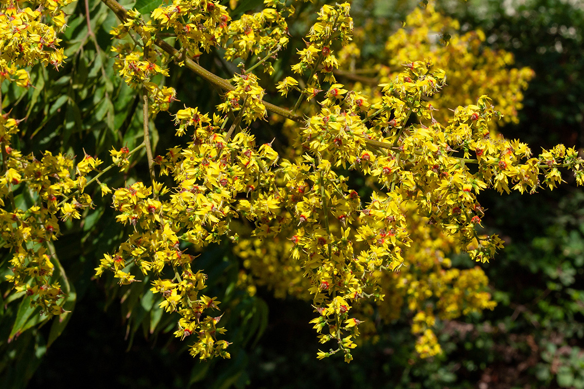 Изображение особи Koelreuteria bipinnata.