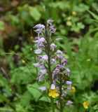 Orchis militaris subspecies stevenii. Соцветие. Республика Ингушетия, Джейрахский р-н, ур. Нижний Лейми, правый борт дол. руч. Ахк-Хий. 22 июня 2022 г.